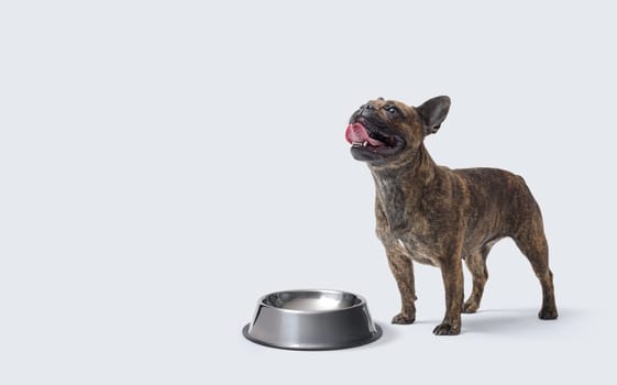 Cute hungry French Bulldog posing next to an empty bowl, pet food and dogs concept, copy space