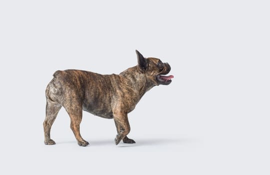 Beautiful French Bulldog walking, profile portrait, isolated on white background