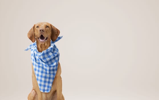 Lovely hungry dog wearing a bib and looking at camera, pet food concept
