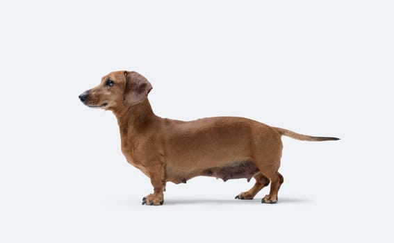 Beautiful red smooth-haired Dachshund profile view, dog breed, isolated on white background