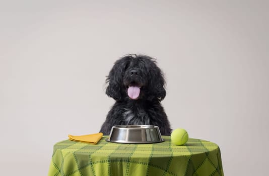 Happy polite dog sitting at the table and having a meal, pet food and nutrition concept, copy space