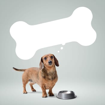 Cute Dachshund waiting for his food and bone shaped speech bubble