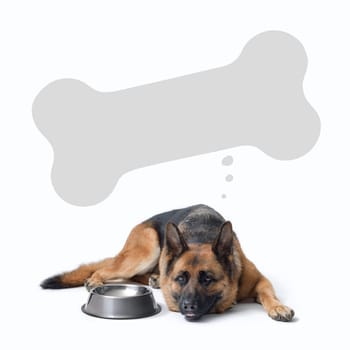Big hungry dog and empty bowl, bone shaped speech bubble, German Sheperd dog breed