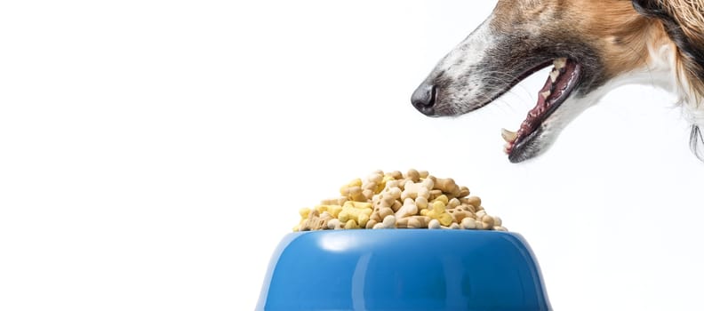 Delicious pet food in a bowl and hungry dog about to eat