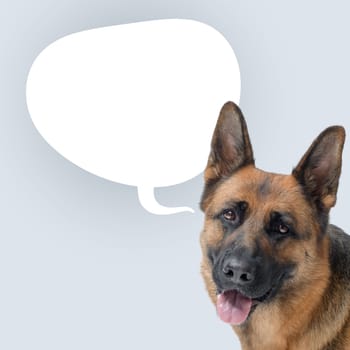 Friendly dog talking and blank speech balloon, domestic animals talking concept, German Sheperd dog breed