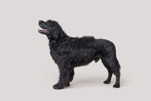 Portrait of a beautiful black Cao de Agua standing, profile view, dog breeds concept