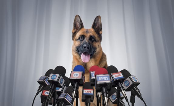 Funny happy dog at the press conference speaking into the microphones