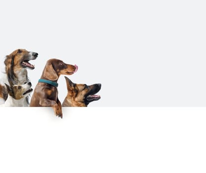 Group of different healthy dogs showing a large blank sign and looking at side