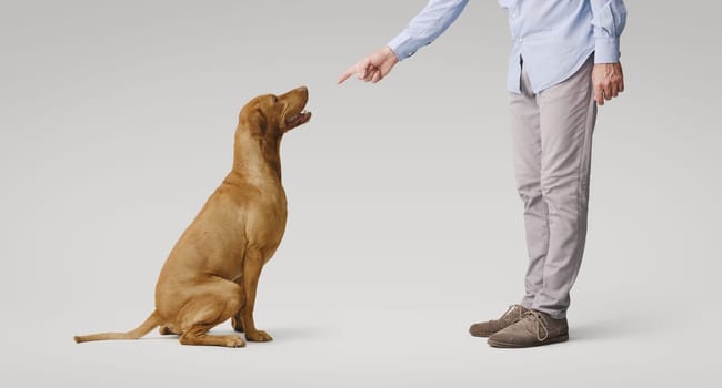 Pet owner scolding his undisciplined dog, pet care and dog training concept
