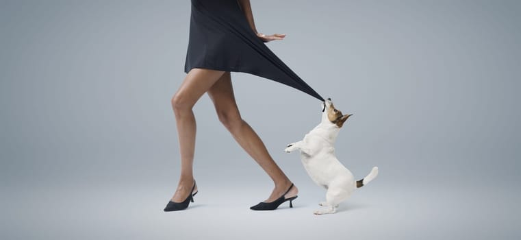 Playful small dog biting and pulling a beautiful elegant woman's dress, copy space