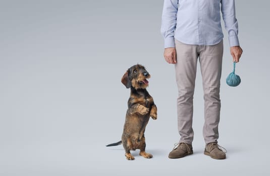 Pet owner holding a full dog poop bag, his dog is standing on its hind legs