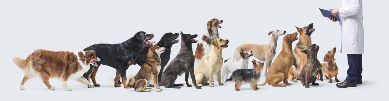 Many happy dogs waiting in line at the veterinary clinic, the veterinarian is giving them a consultation