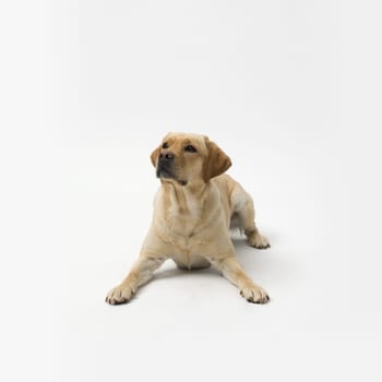 Portrait of Labrador Retriever lying on white background