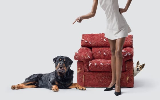 Woman scolding her naughty dogs, the smaller one is hiding behind the ripped torn armchair