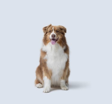 Cute happy dog sitting and posing on white background, Australian Sheperd dog breed