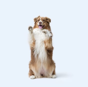 Cute dog standing on its hind legs and showing its paws