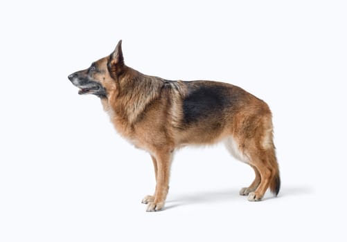 Senior female German Sheperd side view, dog breeds and pet care concept, isolated on white background