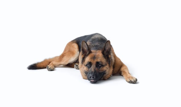 Tired German Sheperd lying down, dog breeds and pet care concept