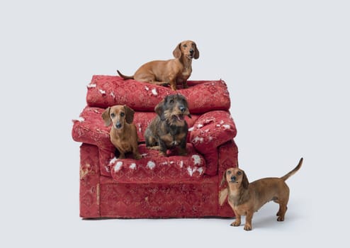 Cute Dachshunds playing together on an old ripped armchair, copy space