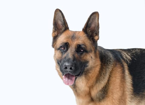 Portrait of a beautiful German Sheperd looking at camera, dog breeds and pet care concept