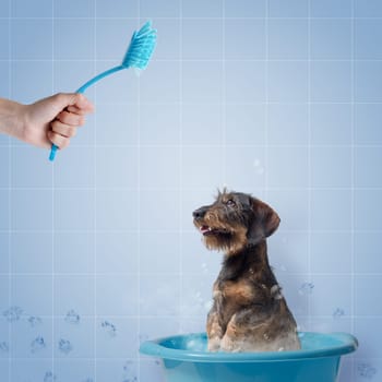 Pet owner washing the dog with a dish brush, pet care and hygiene concept, copy space