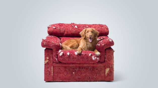 Cute dog lying on a destroyed armchair and looking at camera, Toller dog breed, copy space
