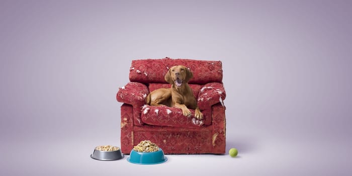 Spoiled lovely dog resting on a ripped armchair, bowls full of pet food and toy, pet lifestyle concept, copy space