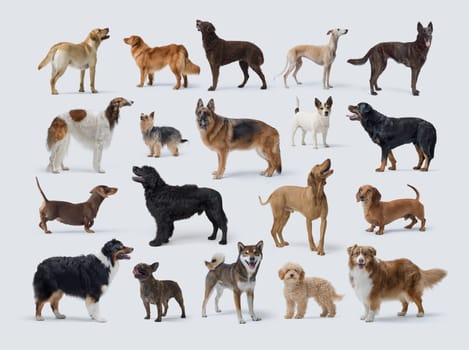 Dogs of different breeds standing, full body, collection of portraits, white backgound