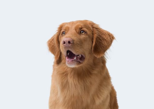 Portrait of a beautiful Nova Scotia Duck Tolling Retriever, dog breeds concept