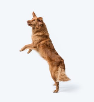 Dog jumping and standing on its hind legs, Nova Scotia Duck Tolling Retriever dog breed, isolated on white background