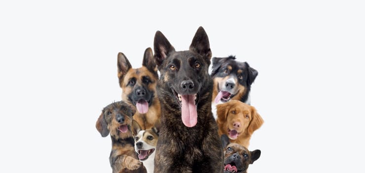 Group of happy cheerful dogs looking at camera, banner with copy space