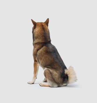 Portrait of a beautiful Shiba Inu sitting on white background, back view, dog breed concept