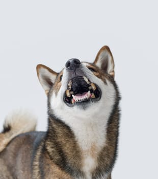 Portrait of a funny dog smiling and laughing, Shiba Inu dog breed