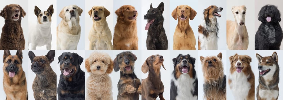 Portraits of happy dogs of different breeds, front view