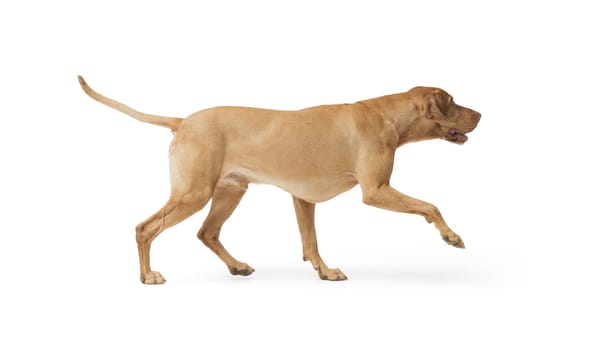 Studio shot of dog hungarian Vizsla walking isolated on white background