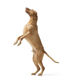 Studio shot of dog hungarian Vizsla jumping isolated on white background