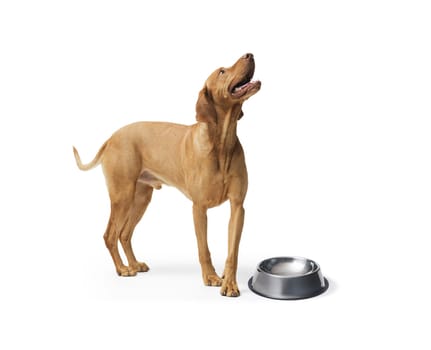 Sad hungarian Vizsla dog next to a empty bowl on white background