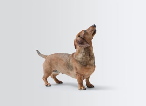 Portrait of a dog looking up, Dachshund dog breed, isolated on white background