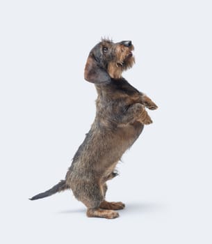Portrait of a wire-haired Dachshund standing on its hind legs, dog breeds, isolated on white background