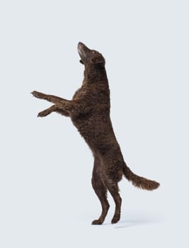 Happy Curly-Coated Retriever standing on hs hind legs and playing, dog breeds concept