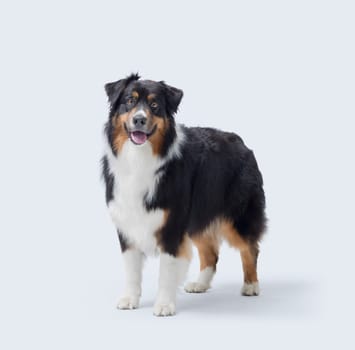 Healthy hairy dog standing and posing on white background, Australian Sheperd dog breed