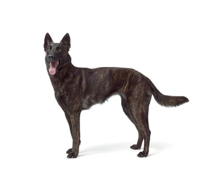 Dog standing side view, Dutch Sheperd dog breed, isolated on white background