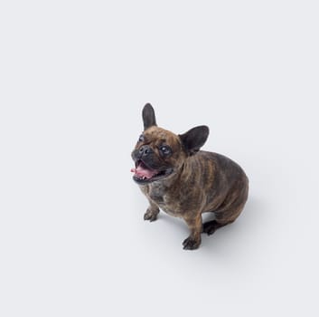 Lovely French Bulldog looking up with mouth open, isolated on white background