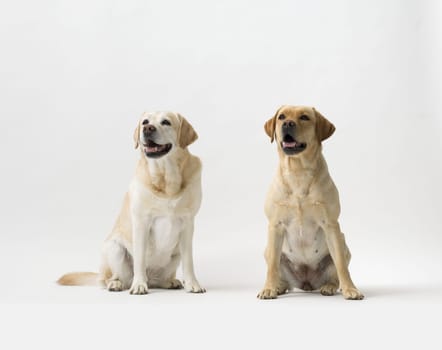 Portrait of a couple of Labrador Retriever standing on white background