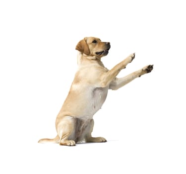 Portrait of Labrador Retriever sitting on white background