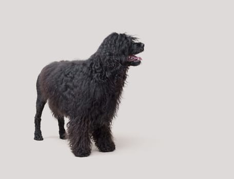Confident black dog standing and looking away, Cao de Agua dog breed, isolated on white background
