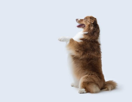 Cute dog standing on its hind legs and looking forward, copy space