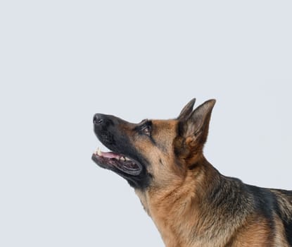 Portrait of a beautiful German Sheperd, profile view, isolated on white background