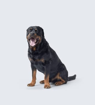 Beautiful Rottweiler sitting and looking at camera, isolated on white background