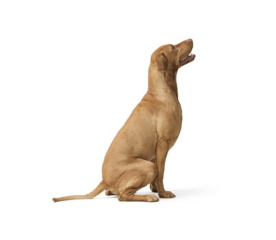 Studio shot of dog hungarian Vizsla sitting 99 isolated on white background
